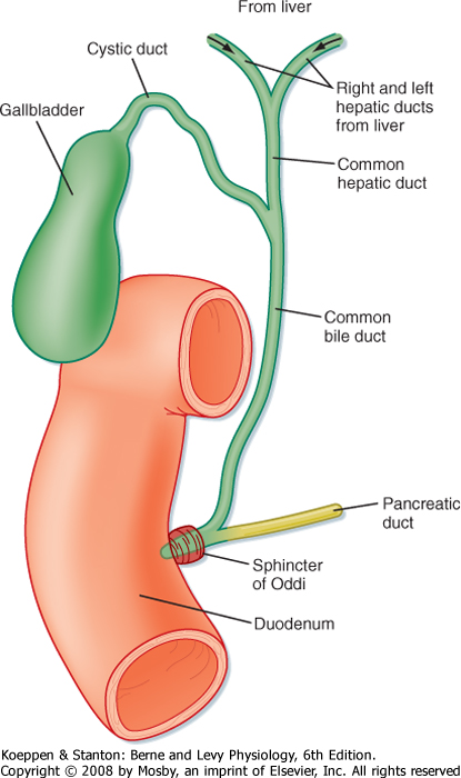 What connects the liver, gall bladder, and pancreas to the small